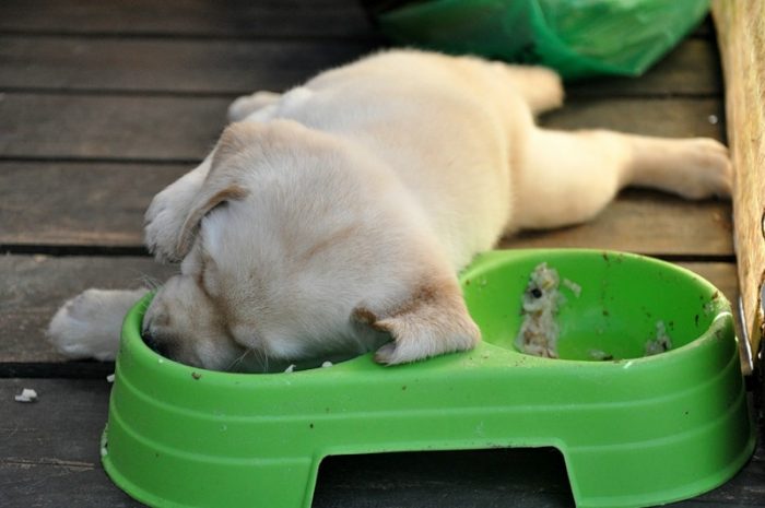 גור כלבים מנמנם באוכל שלו