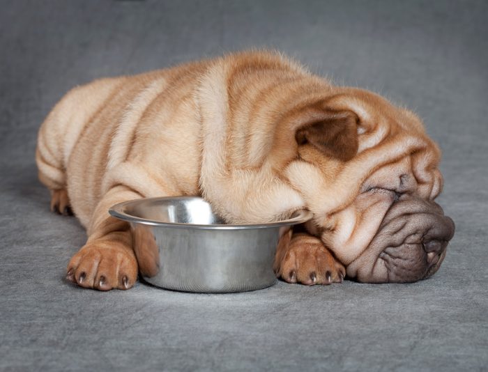 גור כלבים נרדם ליד הקערה שלו