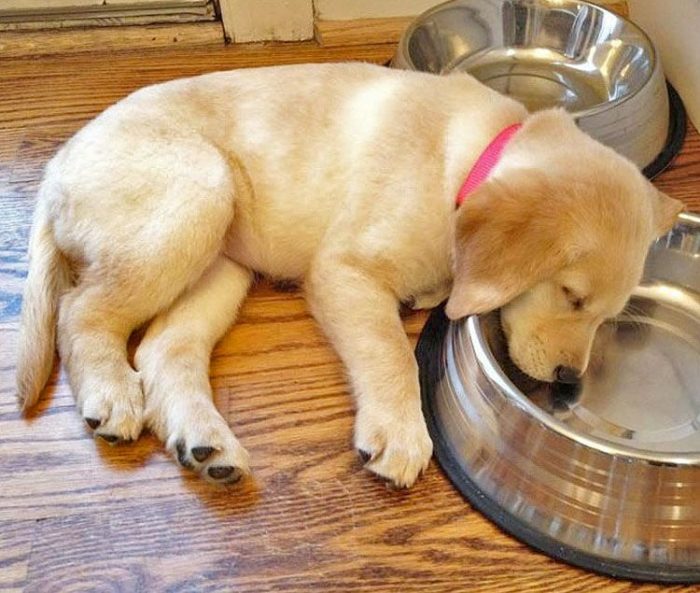 גור כלבים ישן עם ראשו בקערה