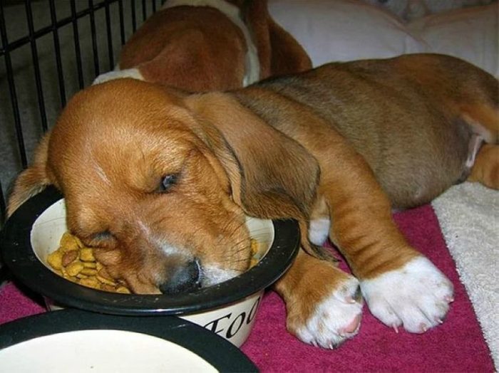 גור כלבים ישן עם פניו בתוך האוכל שלו