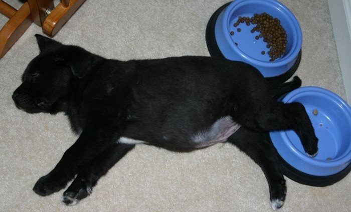 גור כלבים מנמנם עם כפו בקערה