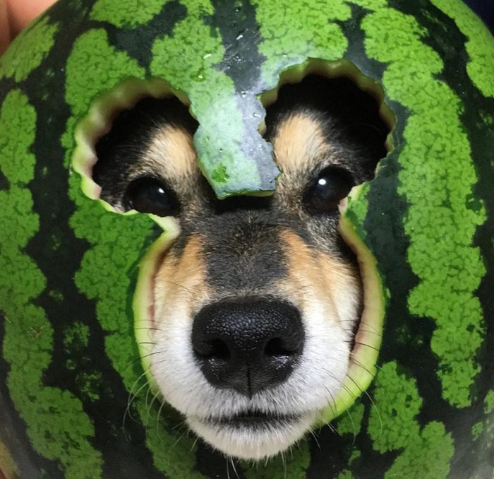 כלב עם קסדה בצבע אבטיח