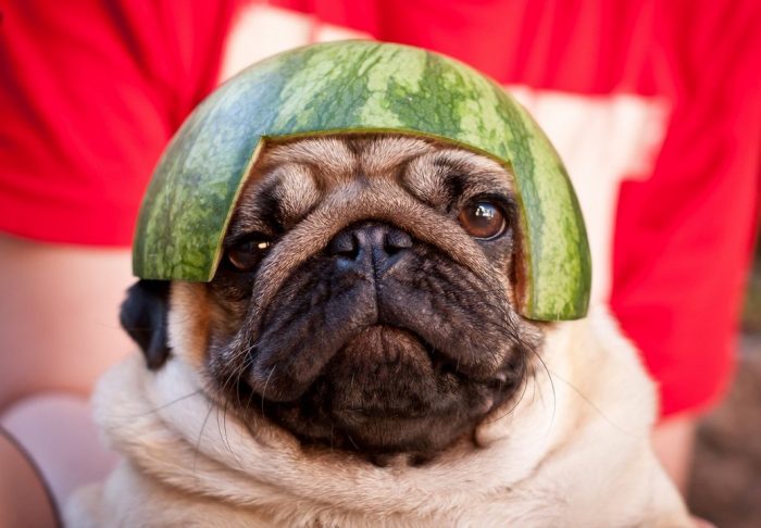 כלב עם קסדה בצבע אבטיח