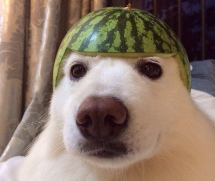 כלב עם קסדה בצבע אבטיח