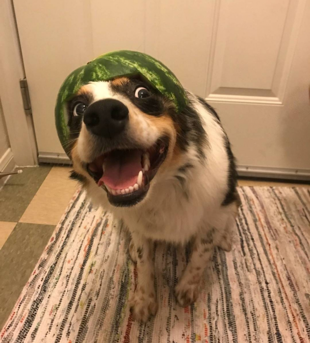 כלב עם קסדה בצבע אבטיח