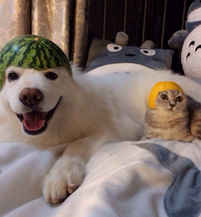 כלב עם קסדה בצבע אבטיח וחתול