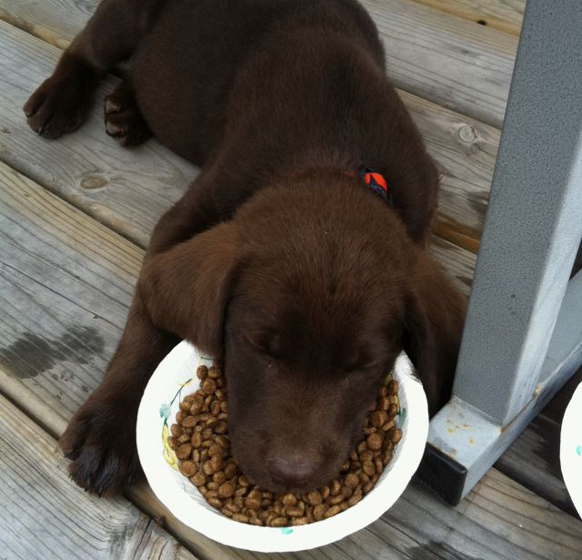 גור כלבים שנרדם על אוכל