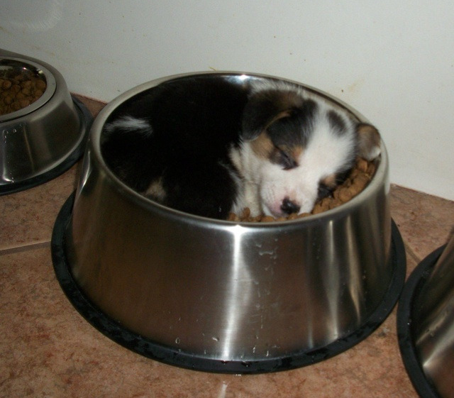 גור כלבים ישן בקערה גדולה