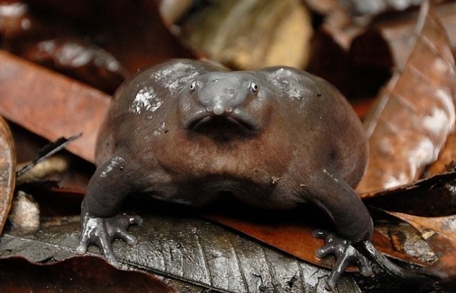 צפרדע סגולה