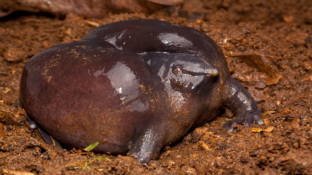 צפרדע סגולה