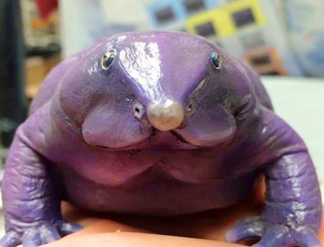 צפרדע סגולה