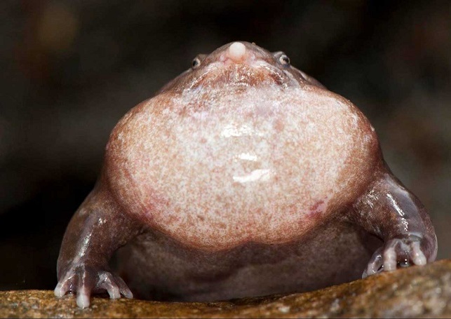 צפרדע סגולה