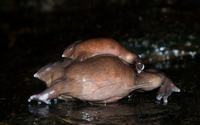 צפרדע סגולה