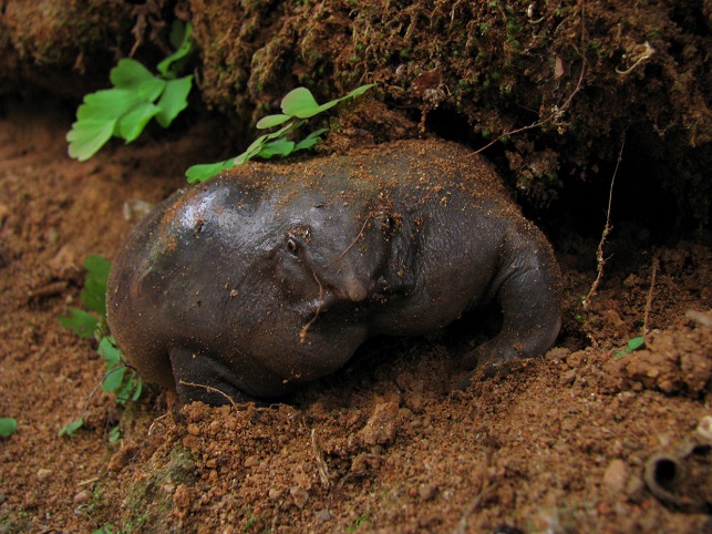 צפרדע סגולה
