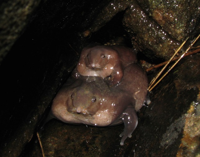 צפרדע סגולה