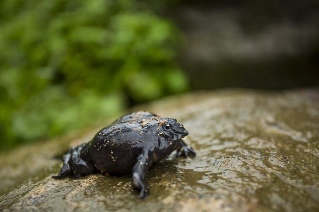צפרדע סגולה