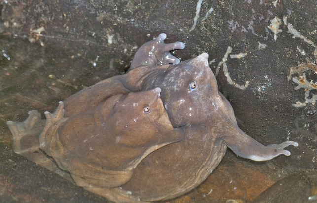 צפרדע סגולה