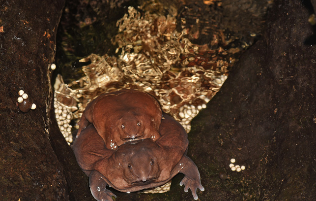 צפרדע סגולה
