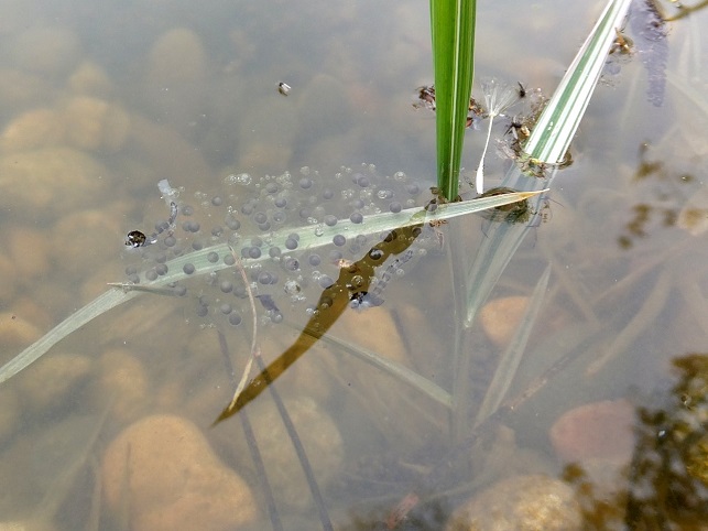 צפרדע סגולה