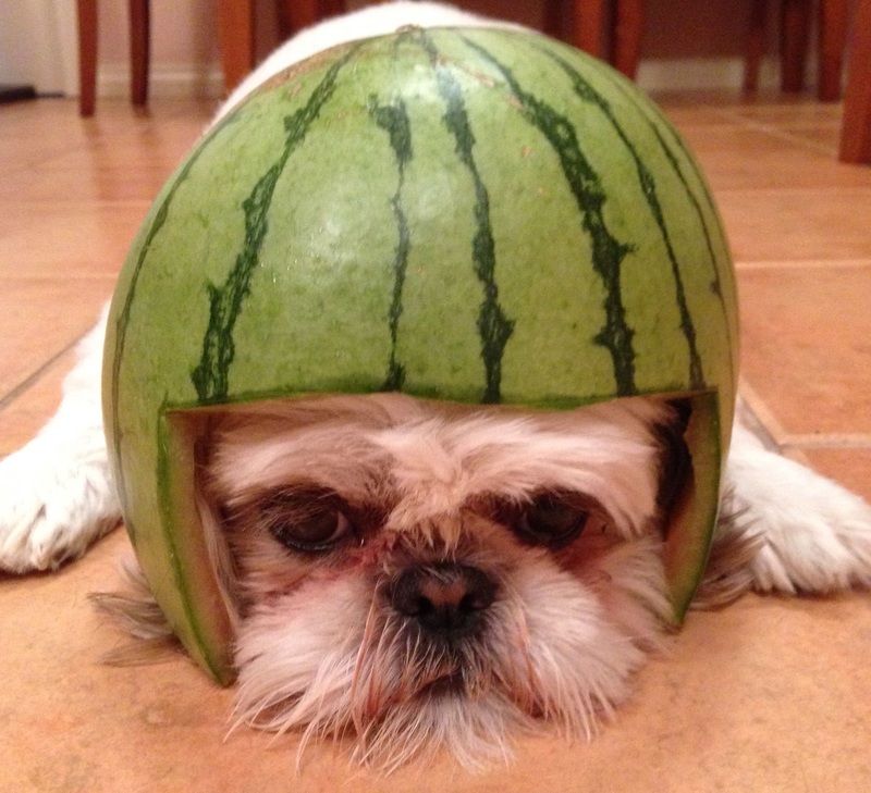 כלב עם קסדה בצבע אבטיח