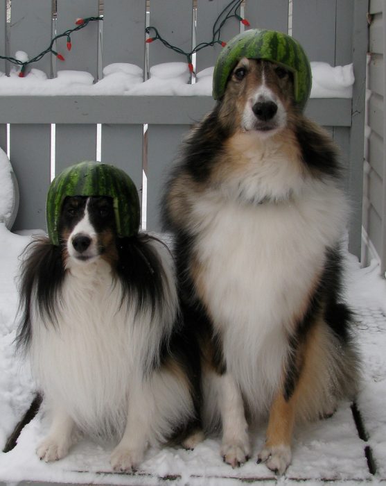 כלבים בקסדות אבטיח