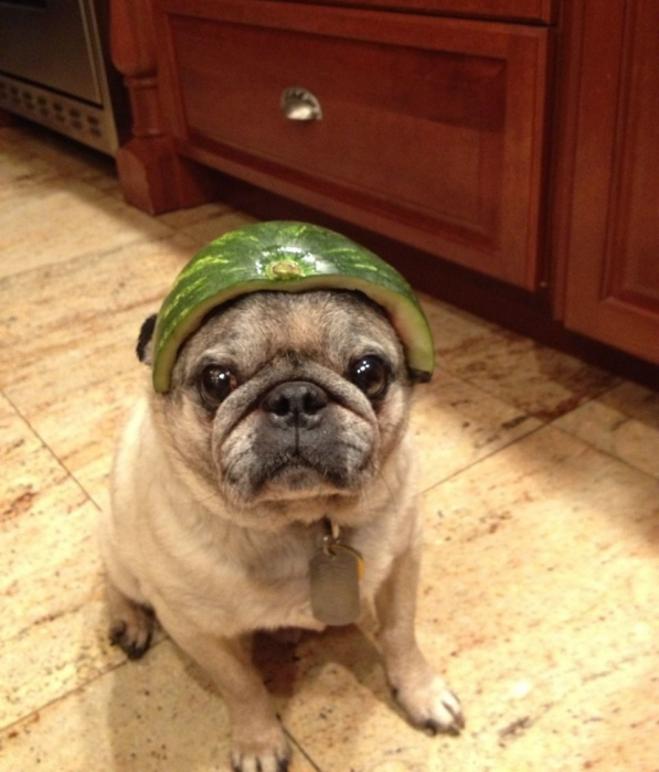 כלב עם קסדה בצבע אבטיח