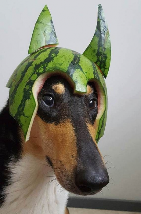 כלב עם קסדה בצבע אבטיח