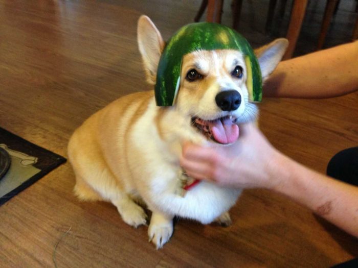 כלב עם קסדה בצבע אבטיח