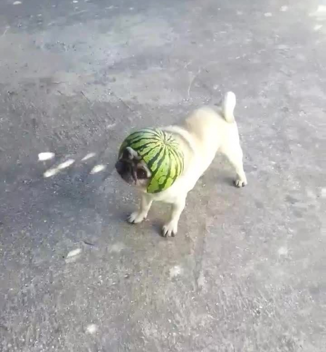 כלב עם קסדה בצבע אבטיח