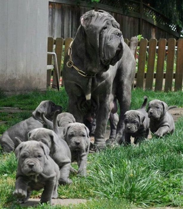 כלב עם גורים