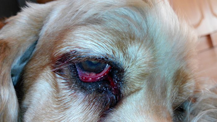 עין מודלקת של כלב