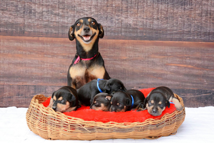 כלב עם גורים בסל