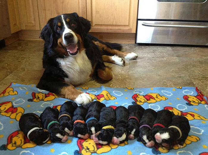 כלב עם גורים