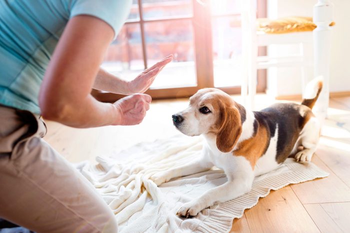 אילוף כלבים