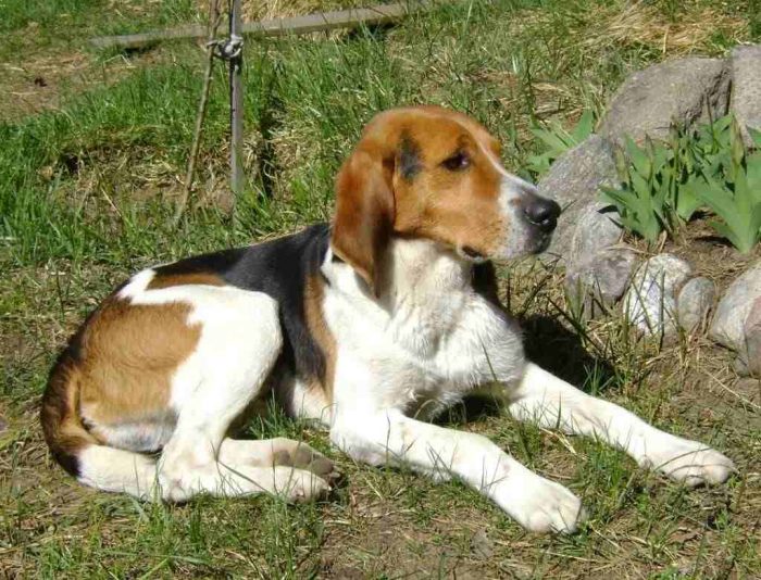 כלב ציד רוסי פיבלד: אופי, טיפול ותחזוקה