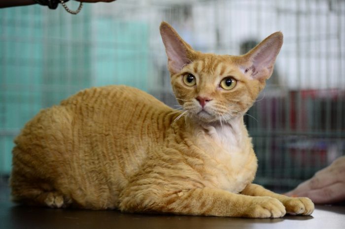 דבון רקס אדום