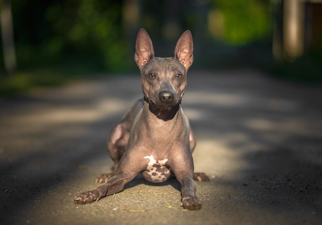 הטרייר האמריקאי חסר השיער הוא צאצא יוצא דופן של כלבים עתיקים שציידים חולדות.