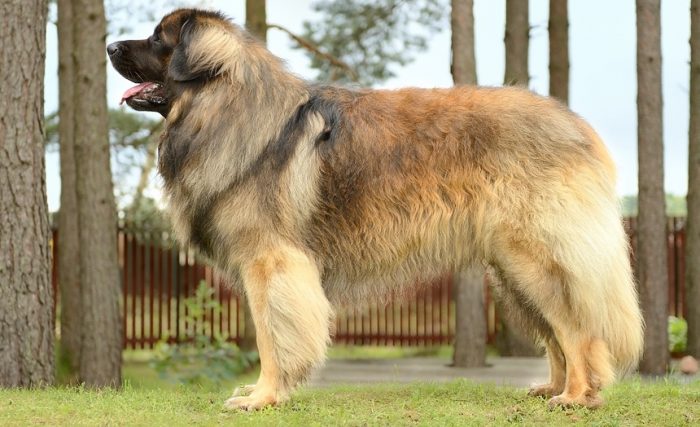 1548949454_leonberger_1548949437_5c5317bd87a5f.jpg