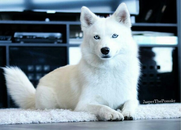 1549200456_pomski_belyj_1549200444_5c56ec3c92721.jpg