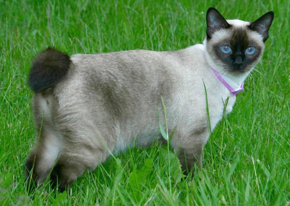 מקונג בובטייל: תיאור וסטנדרט גזע, טיפול ותחזוקה