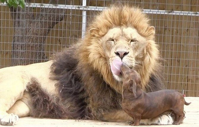 חברות בין בעלי חיים