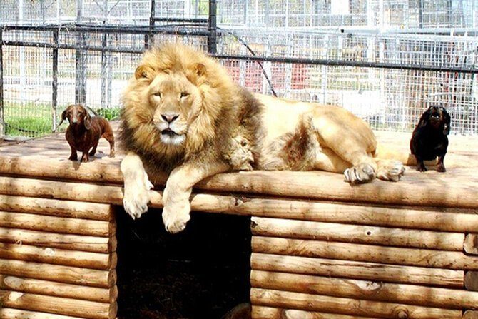 חברות בין בעלי חיים