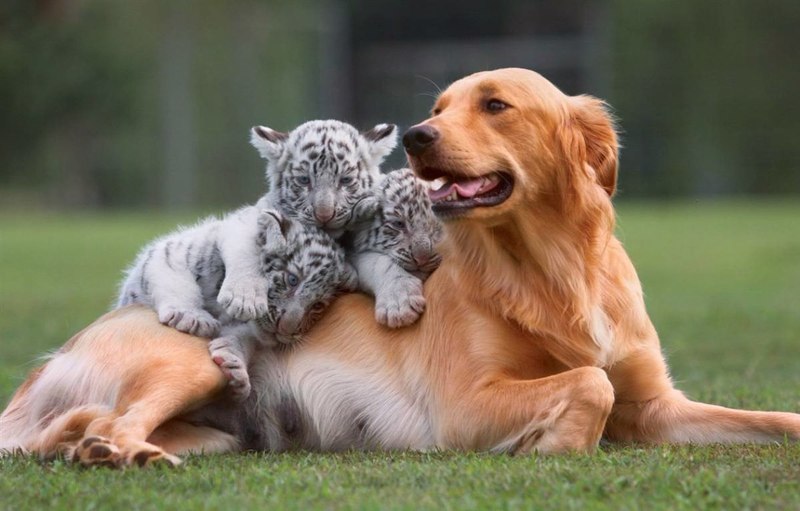 לגעת בחברות עם בעלי חיים (חלק 1)