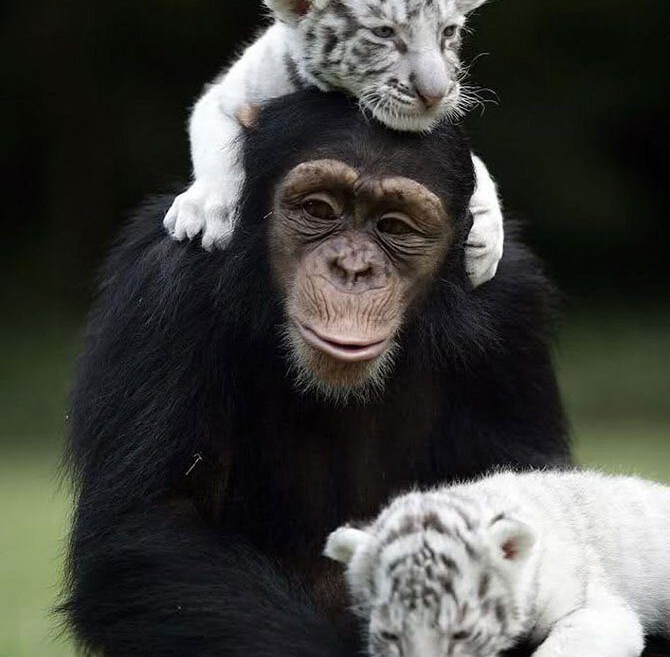 הקוף וגורי הנמרים