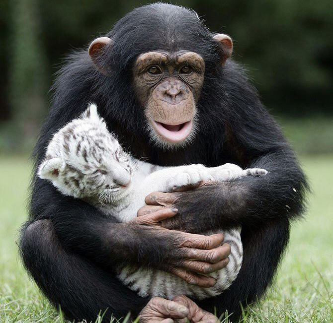 גור טיגריס לבן וקוף