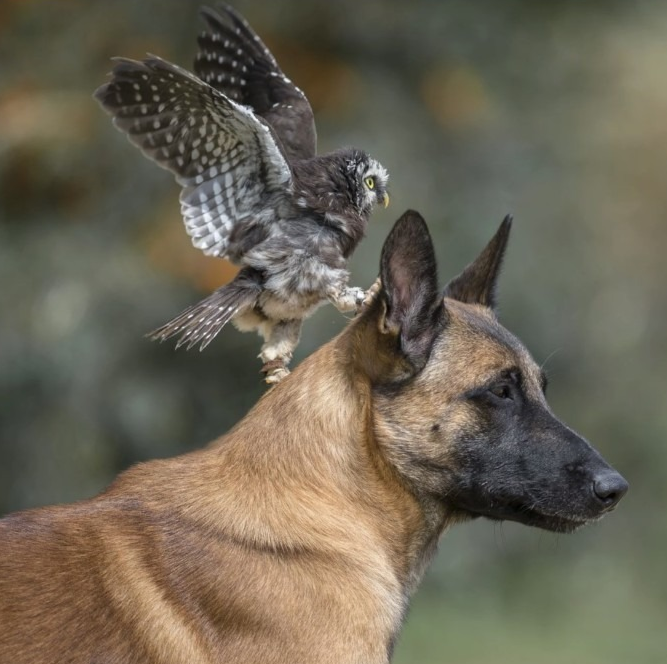 חברות בין כלב לינשוף