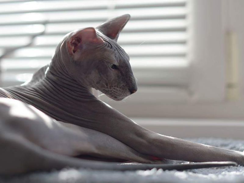 מה ההבדל בין דון ספינקס לפיטרבולד?