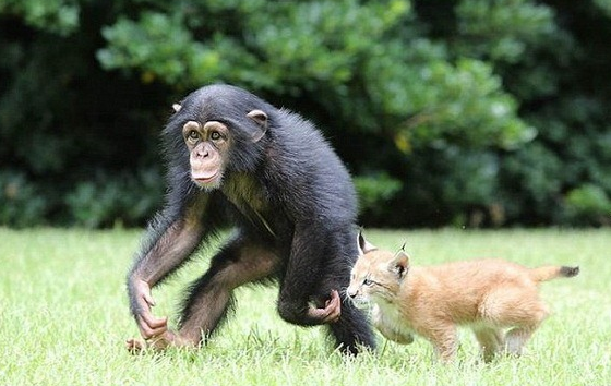 חברות בין קוף לשימפנזה