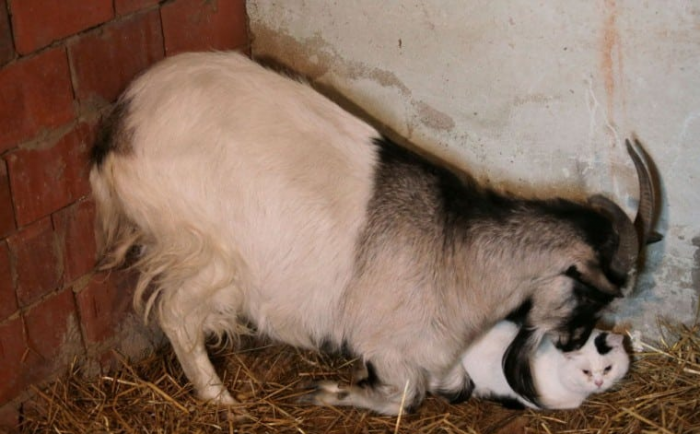חברות בין חתול לעז
