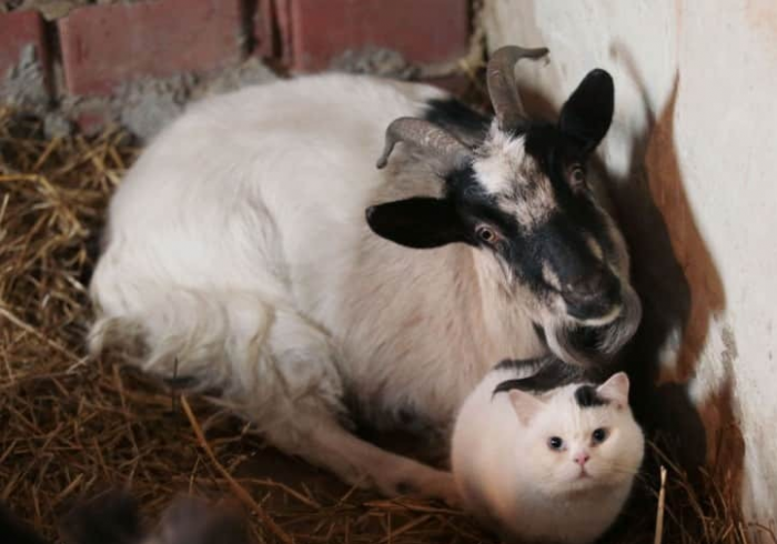 חברות בין עז לחתול
